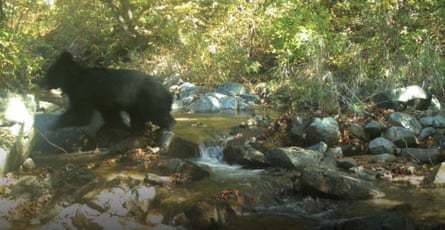A blurry picture of a small black bear walking over rocks to cross a stream