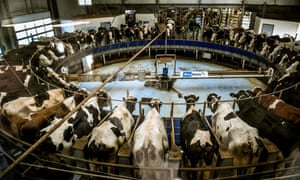 Cows being machine-milked in France in 2017.