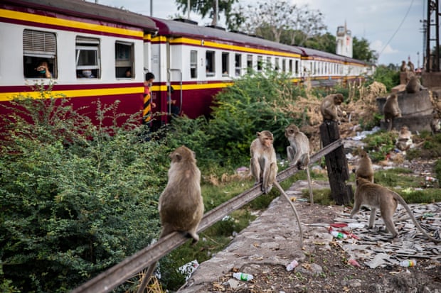 Monkeys relax by the train tracks