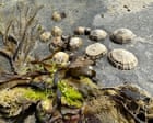 Lyme Regis Beaches Face Shellfish Threat From Tourists