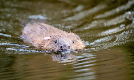 One of an adult pair of Eurasian beavers after being released on the National Trust Holnicote estate in Exmoor, Somerset.
