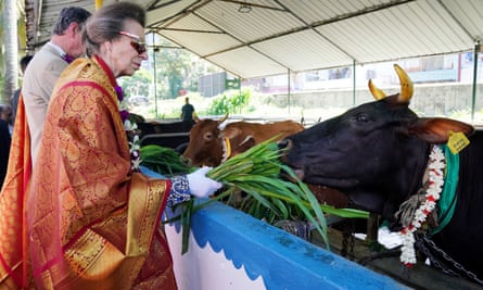 Princess Anne feeds cattle during a visit to Vajira Pillayar Kovil Hindu temple in Colombo, Sri Lanka.