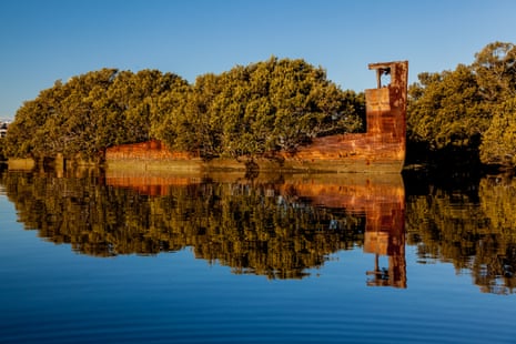 The SS Ayrfield, with mangroves growing out of its rusting shell in Homebush Bay near Sydney.