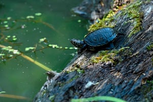 Tartaruga de lagoa europeia