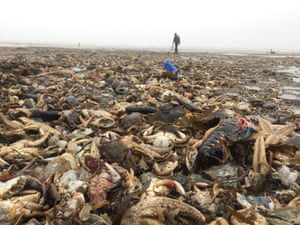 Scenes of devastation along the Yorkshire North Sea coast - mass death of marine life following the recent cold and rough weather