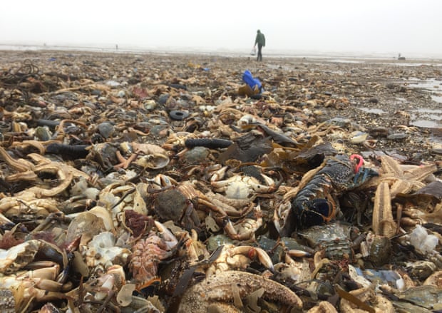 Lobsters, starfish, crabs and mussels found on Holderness coast in Yorkshire