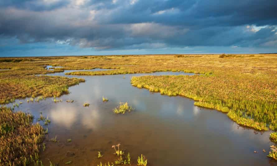 Salt marshes, such as at Stiffkey in north Norfolk, are valuable for their role in mitigating carbon emissions.
