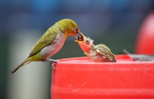 Prêmio Juvenil, finalista Caring Mom por Shahadat Hossain, levado em Dhaka, Croácia