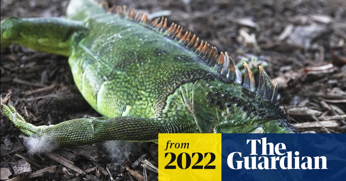 Can Iguanas Survive Cold Weather? Essential Survival Facts Revealed