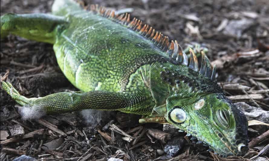 Green iguana