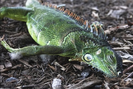 A stunned iguana lies on icy grass in Cherry Creek Park, Florida, during a cold snap.