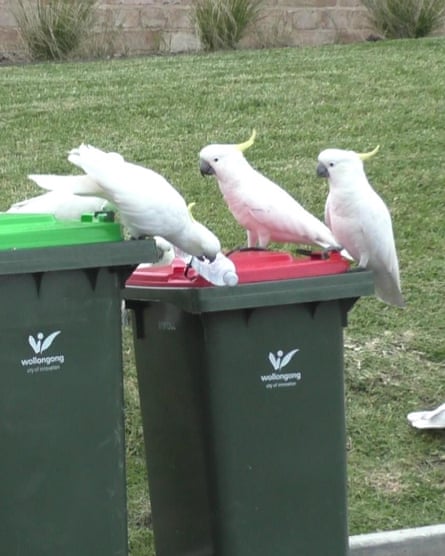 Three sulphur crested cockatoos try to remove water bottles from a bin lid
