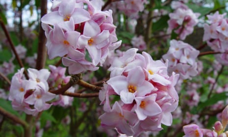 Aroma therapy: Daphne bholua smells like vintage perfume.