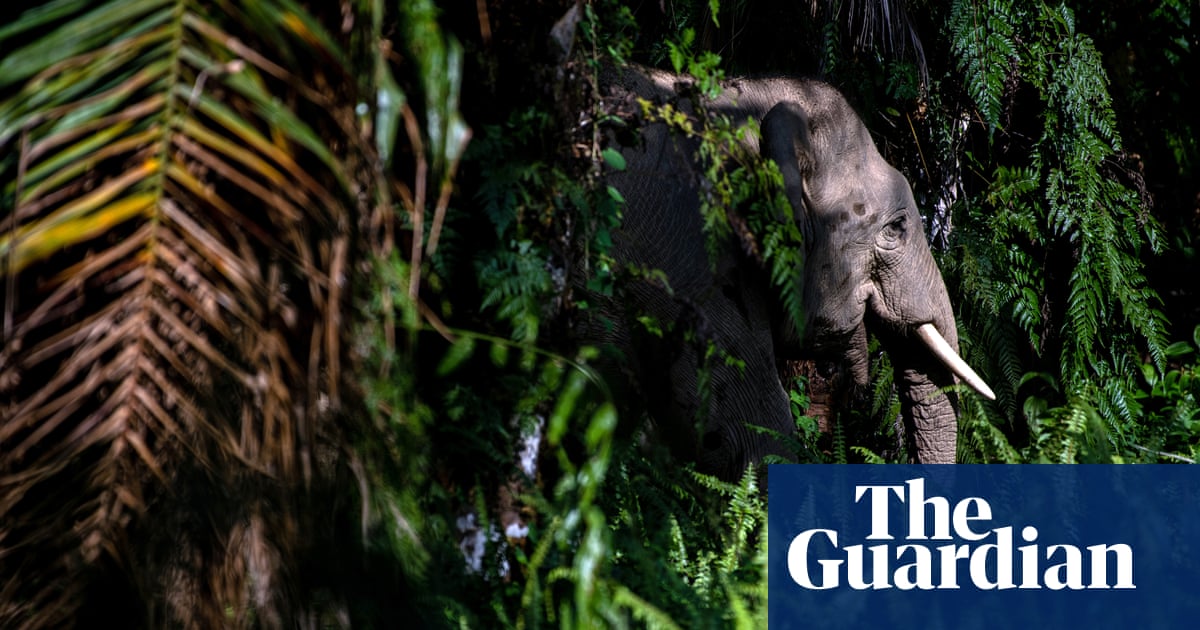 Wildlife Corridors To Save Borneo Elephants In Pictures Environment The Guardian