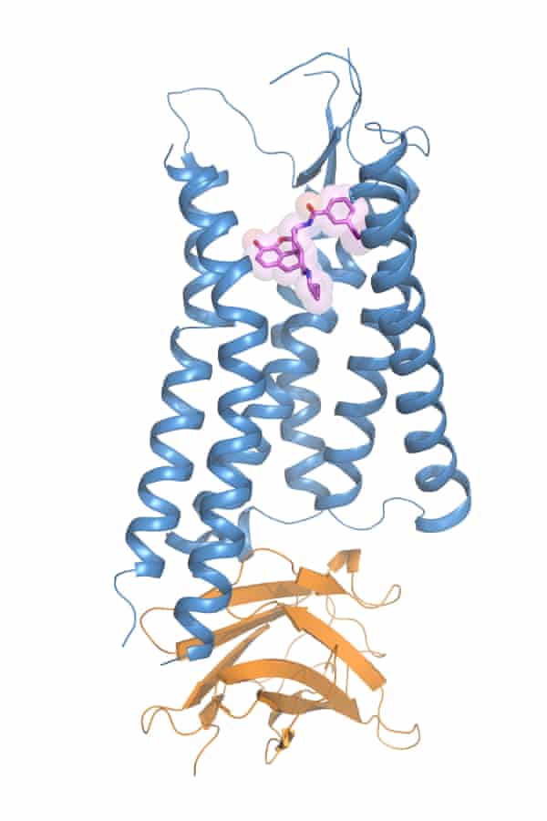 An illustration of the kappa opioid receptor bound to a morphine derivative (purple).