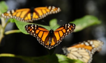 monarch buttflies gliding among greenery
