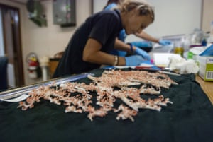 Researcher Sonia Rowley logs coral samples taken from the Cook seamount expedition.
