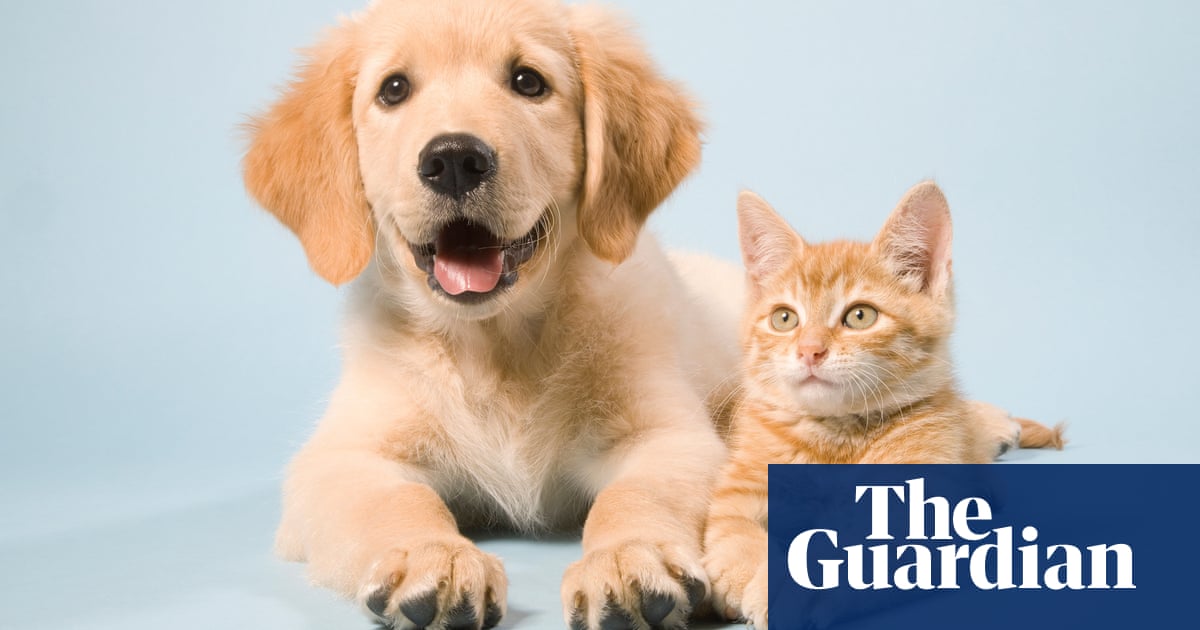 Download People In Lockdown Told Not To Make Impulsive Pet Decision Life HD Wallpaper People In Lockdown Told Not To Make Impulsive Pet Decision Life For Android