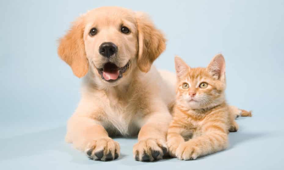 People In Lockdown Told Not To Make Impulsive Pet Decision Pets The Guardian People In Lockdown Told Not To Make Impulsive Pet Decision Pets The Guardian