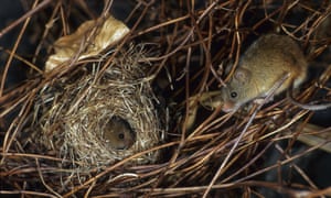 The distinctive nest of the harvest mouse