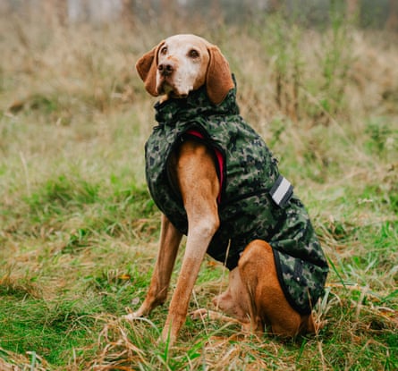 A dog sits up on grass in a khaki coat
