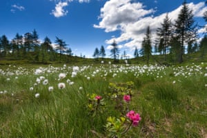 hoa dại ở Thụy Sĩ, Châu Âu, bang, Ticino, Valle di