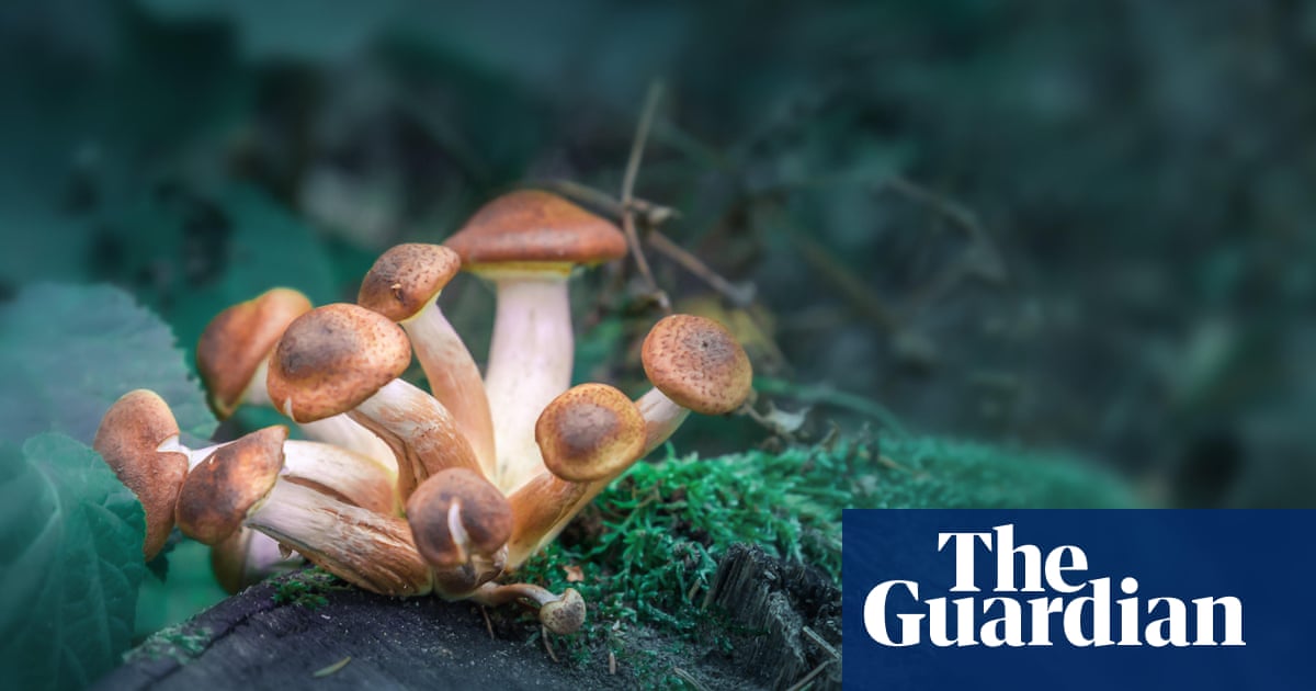 Psychedelic mental health treatment expected to be approved in Australia within five years