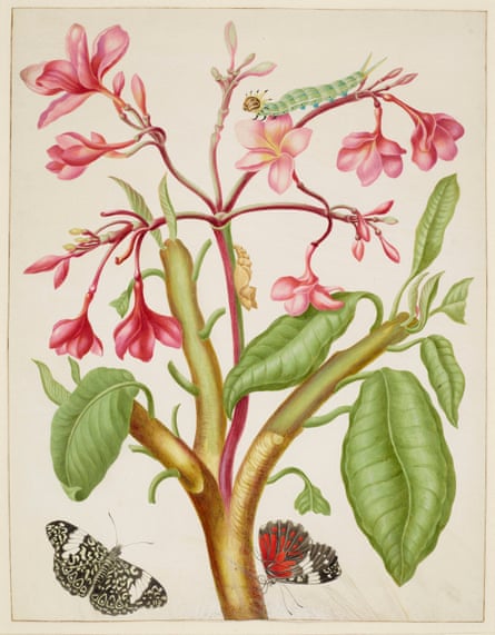Frangipani plant with red cracker butterfly (1702-03)