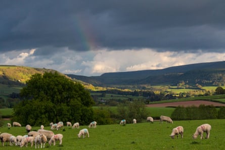 Sheep grazing amid countryside near Hay-on-Wye in Wales