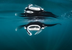 A manta ray feeds in calm waters, Exmouth Gulf, Western Australia. Second: Female Fifty Fathoms award