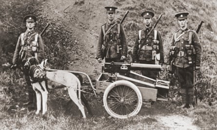 Dogs are used by the British army to pull a machine gun in 1915.