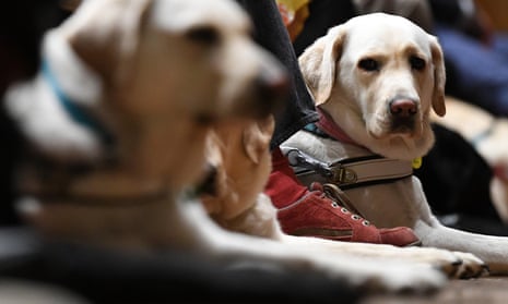 Guide Dogs are seen ahead of a Guide Dog graduation event in Melbourne
