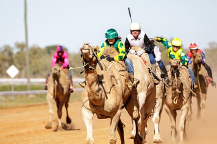 Camel race in red dirt racetrack with camels and riders seen from the front