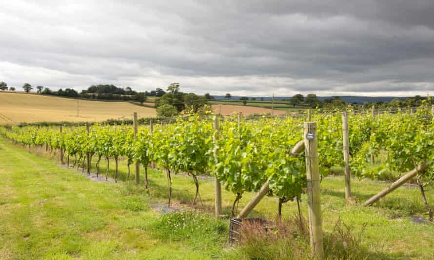 Vines on the Pebblebed Vineyard at Clyst St GeorgeVines on the Pebble bed Vineyard at Clyst St George near Topsham Devon England UK. (Photo by: Education Images/Universal Images Group via Getty Images)