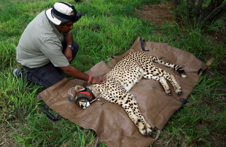 A sedated cheetah being inspected before being flown from South Africa to India in February.
