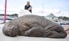 Sculpture of euthanised walrus Freya unveiled in Oslo