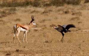 A secretary bird attacks a springbok in the Kgalagadi Transfrontier park in Botswana, South Africa. The large bird of prey is more than a metre tall and has an extremely powerful kick used to kill its prey, which includes insects, small mammals and snakes. 
