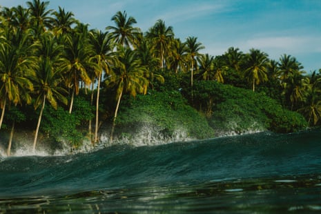 A wave developing against a backdrop of pam trees and mangroves
