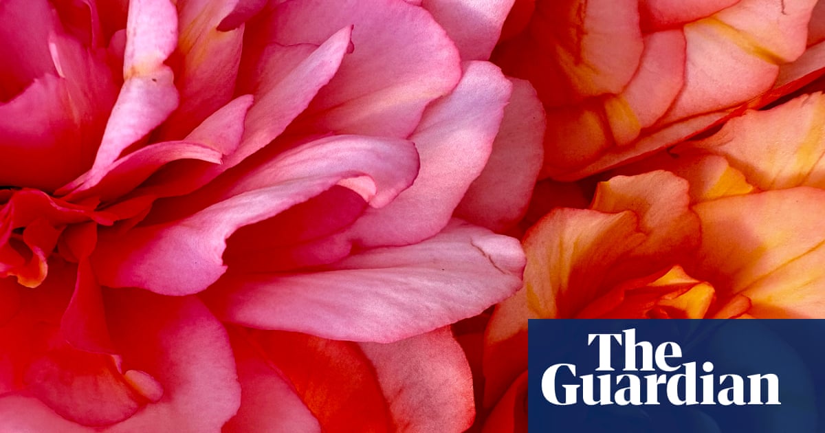 Perfect peonies and a striking ship – readers’ best photographs