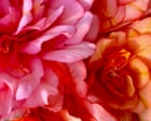 Perfect peonies and a striking ship – readers’ best photographs