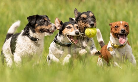 jack russell terriers play together