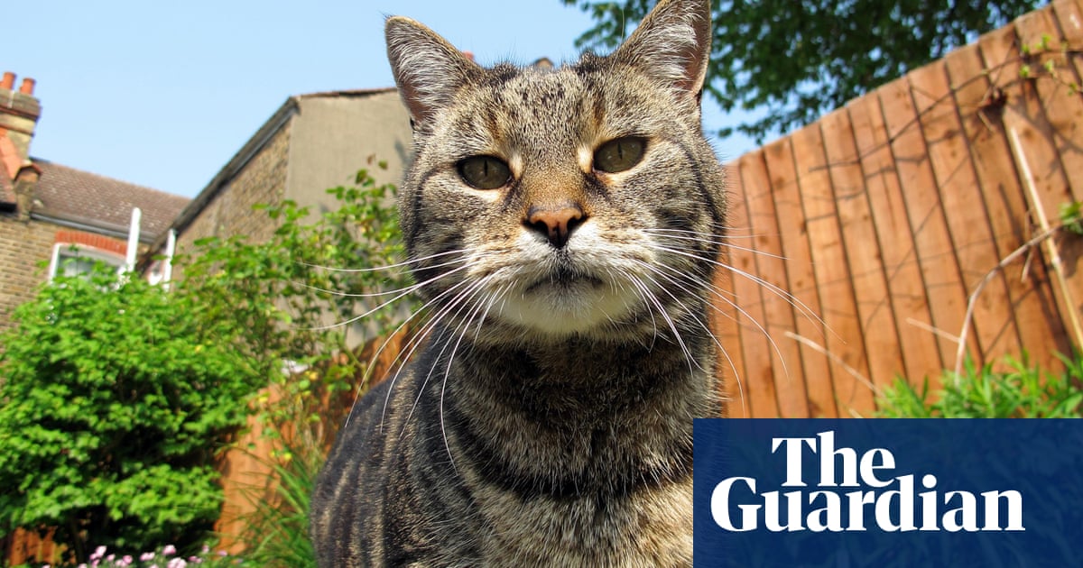 How Can We Keep Cats Out Of Our Garden Life And Style The