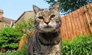 How Can We Keep Cats Out Of Our Garden Life And Style The Guardian