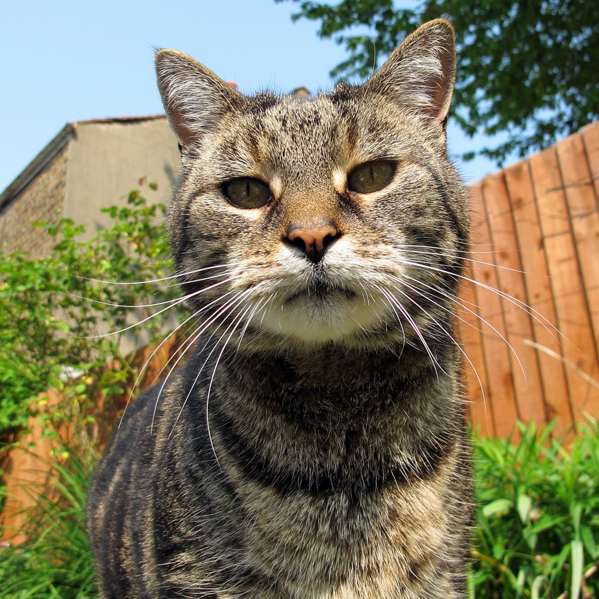 What Can I Do About Three Cat Murdering Dogs In A Neighbourhood