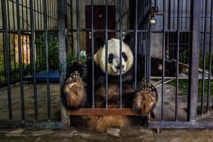 Documentary & Photojournalism - Winner - Captive. A giant panda used for breeding sits alone in a facility in Shaanxi, China. Captive breeding of endangered species can play an important role in repopulating wild habitats