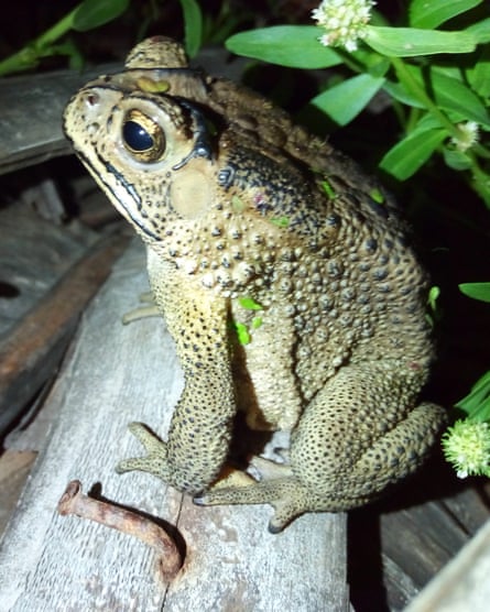 Asian toads are thought to have entered Madagascar by accident in 2008 and now number about 21 million.