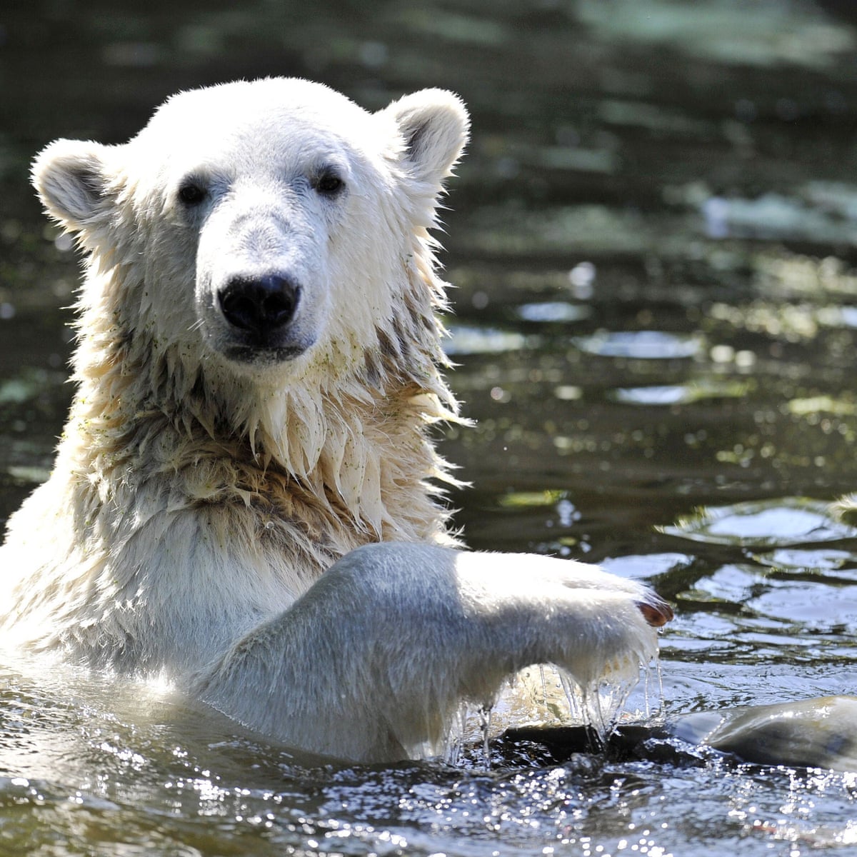 Memoirs of a Polar Bear by Yoko Tawada review – dreamlike ...