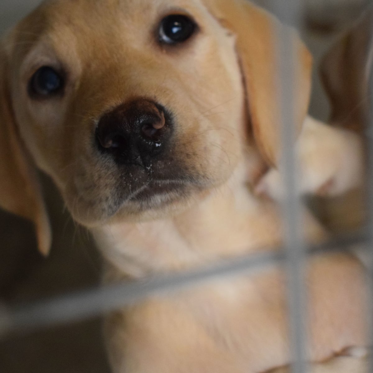 Rspca Urges Caution Over Buying Puppies Online After Spate Of Deaths | Dogs  | The Guardian
