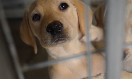 RSPCA urges caution over buying puppies online after spate of deaths | Dogs  | The Guardian