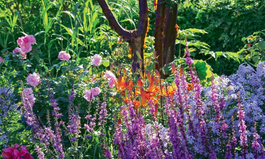 Paperbark maple trunk surrounded by purple loosestrife, rose ‘Bonica’ and tiger lilies.